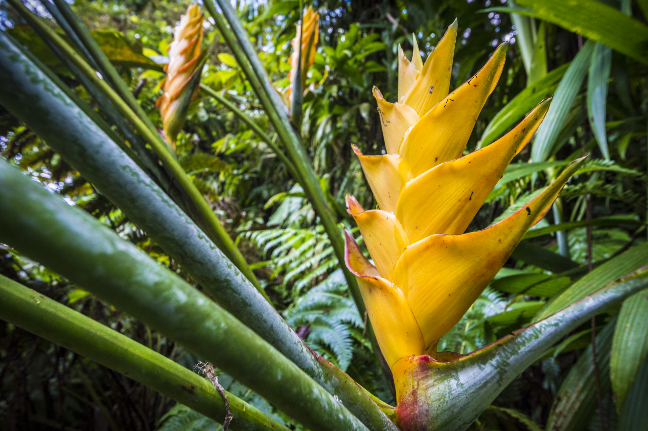 guadeloupe_21409_AURELIEN_BRUSINI