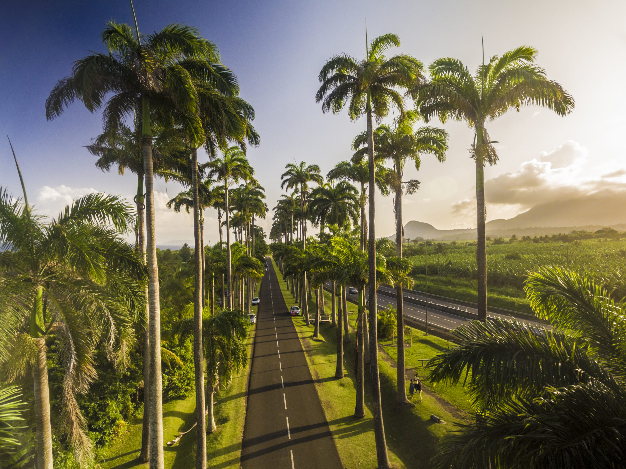 France, Caraïbes, Petites Antilles, Guadeloupe, Basse-Terre, Capesterre-Belle-Eau, vue aérienne sur l'allée Dumanoir au coucher du soleil, comptant 430 palmiers royaux elle menait au domaine Marquisat de Brinon au milieu du XIXe siècle // France, Caribbean, Lesser Antilles, Guadeloupe, Basse-Terre, Capesterre-Belle-Eau, aerial view of the Dumanoir alley at sunset, with 430 royal palm trees leading to the domain Marquisat de Brinon in the middle of the XIXth century